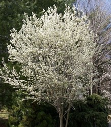 Amelanchier canadensis — photo 3